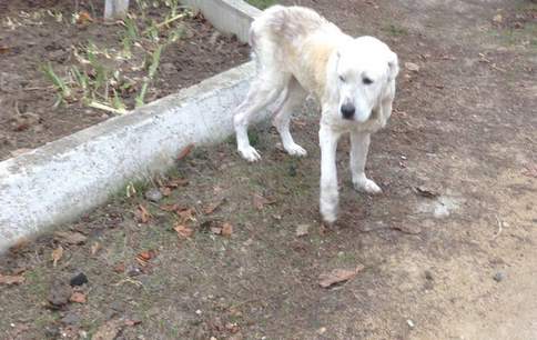 По рюмочке, по маленькой (Студенческая песня 